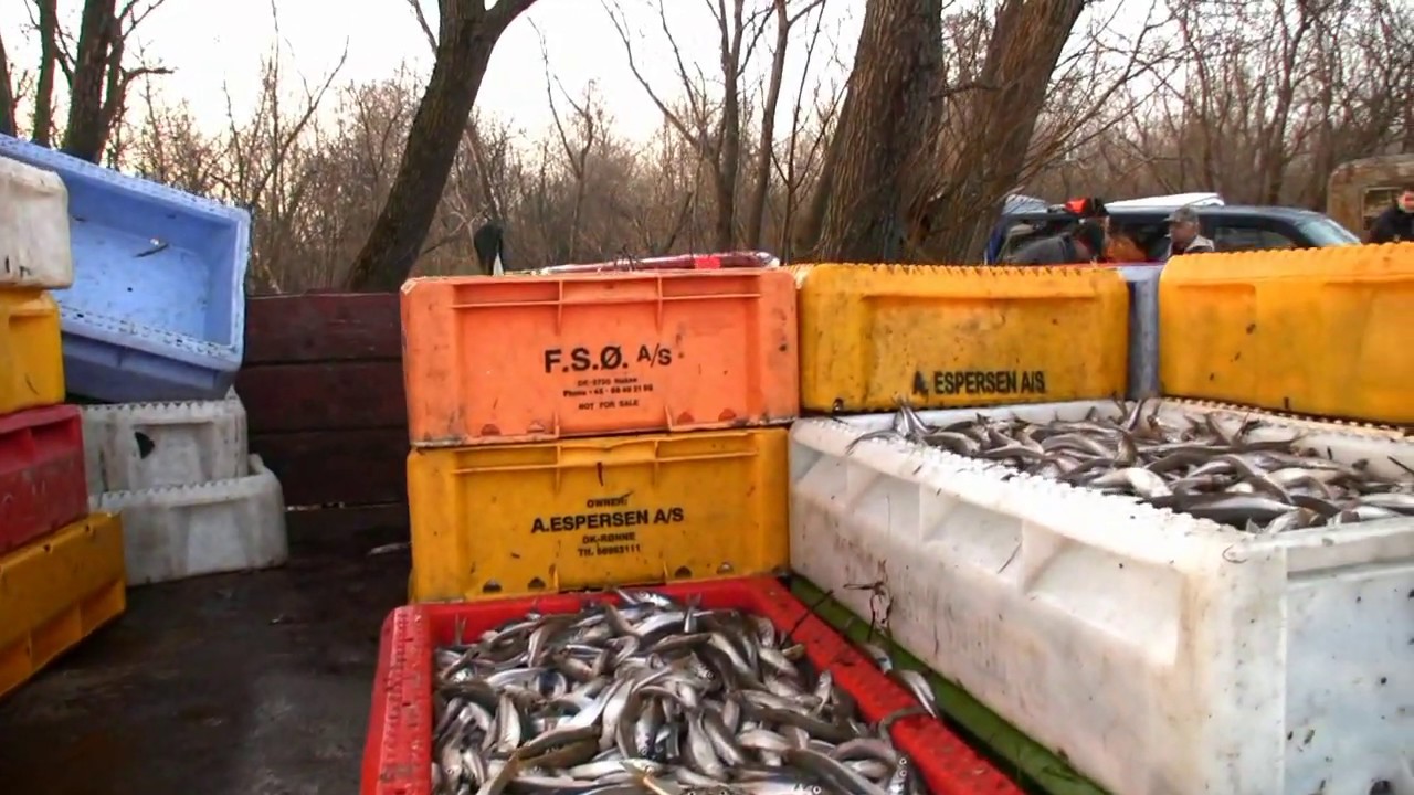 Stintų žvejyba / Smelt fishing