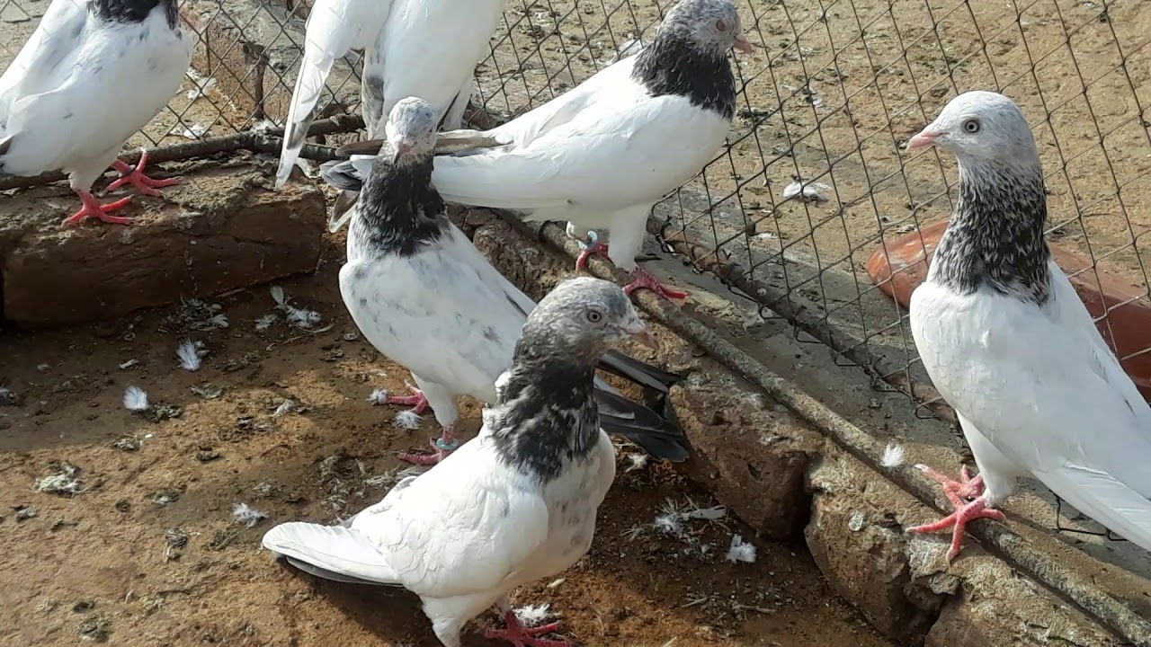 Ustad UMRAIZ wala hera lal pigeons