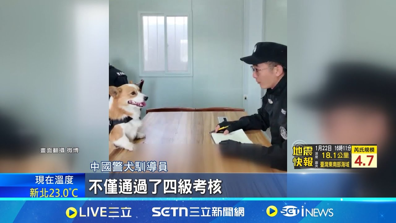 柯基警犬