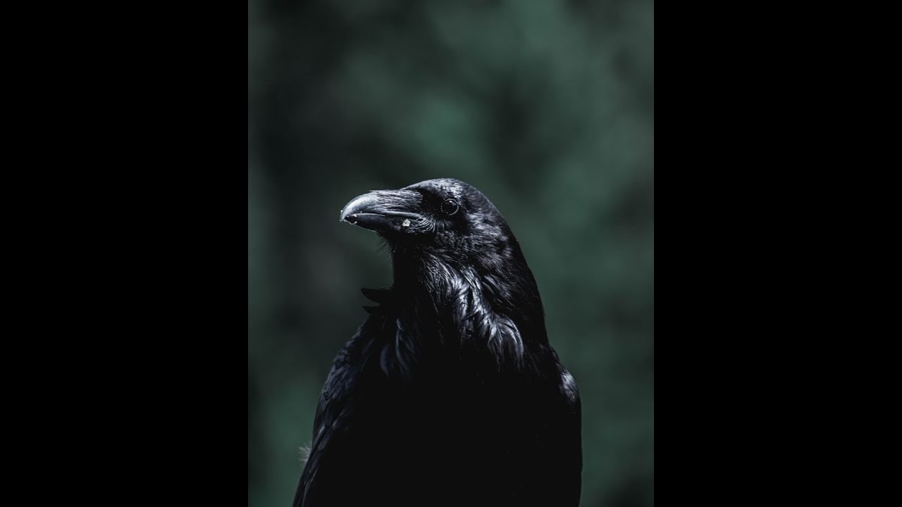 Homage to The Crow