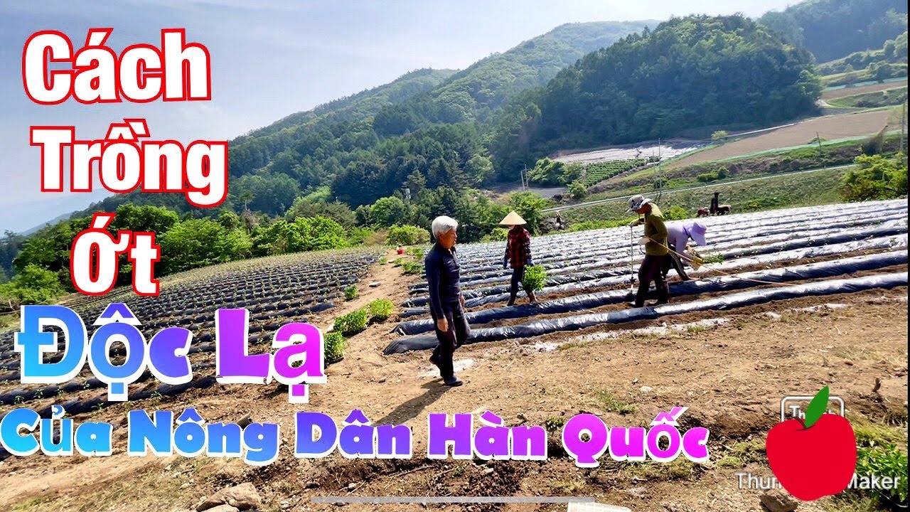 Cách Trồng Ớt Độc Lạ Của Những Người Nông Dân Hàn Quốc