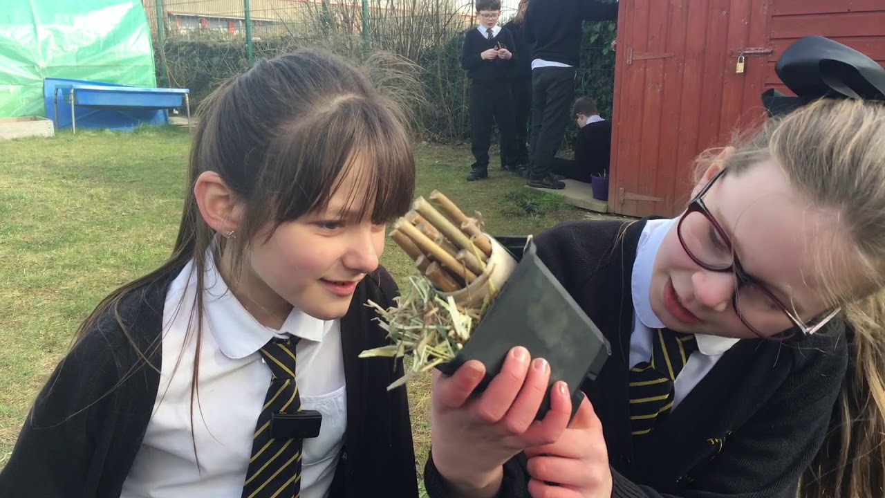 Treleigh School pupils turn nature crusaders for bug hotel project