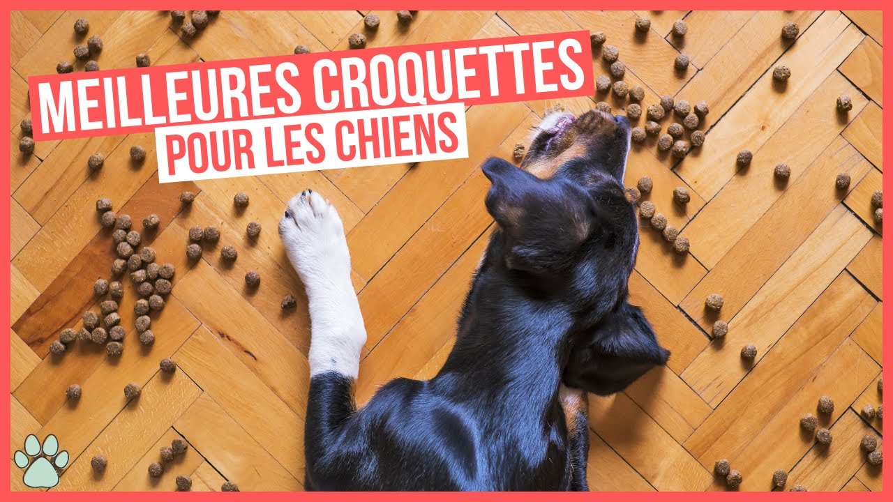 Choisir les meilleures croquettes pour son chien