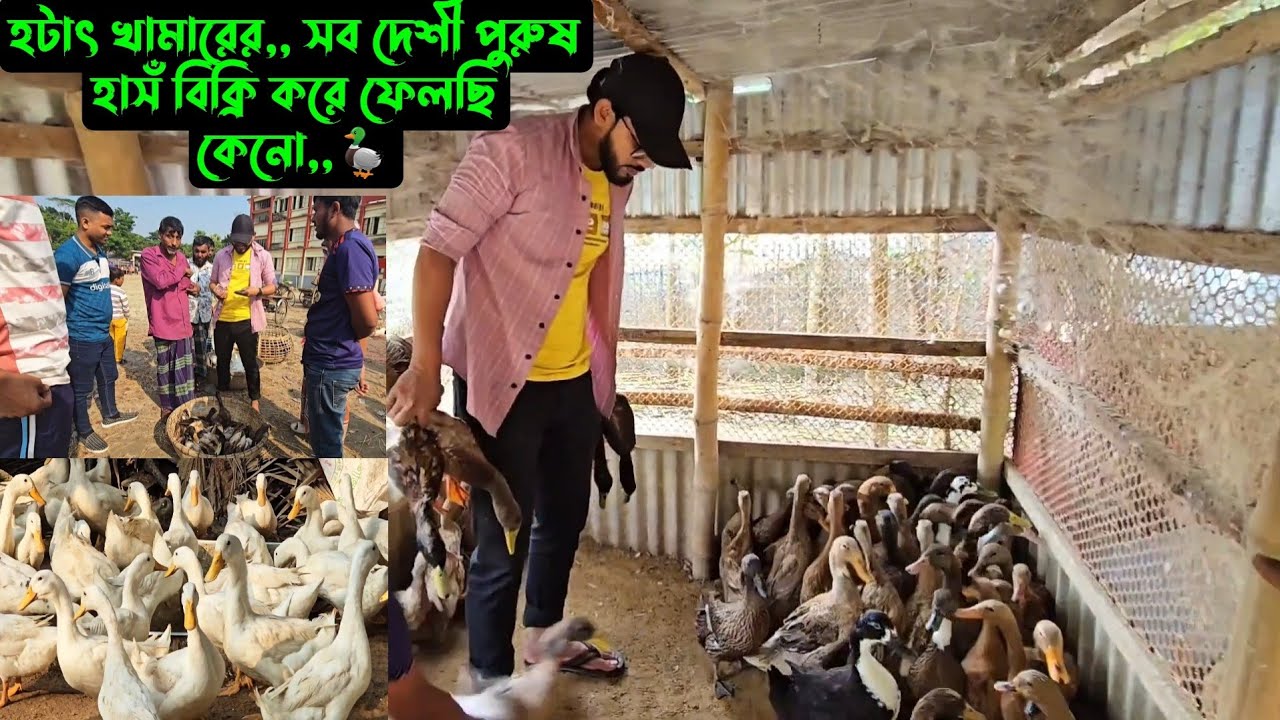 হটাৎ খামারের,, সব দেশী পুরুষ হাসঁ বিক্রি করে ফেলছি কেনো,,🦆