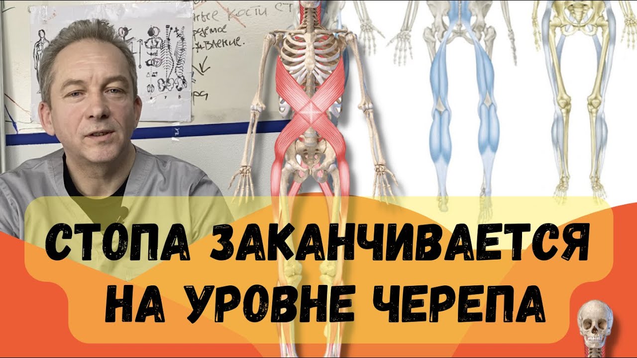 Стопа заканчивается на уровне черепа, на уровне головы. Плоскостопие. Почему мало ходить плохо?