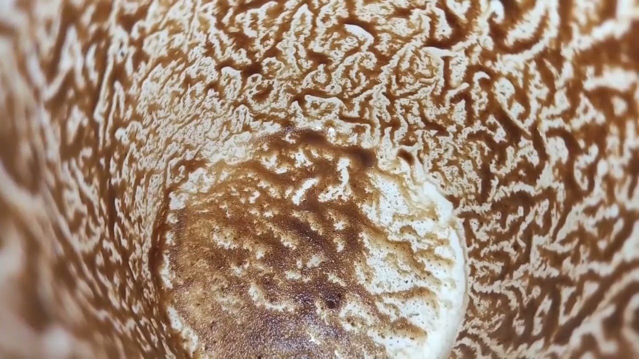 برج الجدي ♑ نجاح كبير تعبان عطفت عليه من ماتعرف رجوع شخص من الماضي يجذبك روحانيا #القارئه_ام_احمد