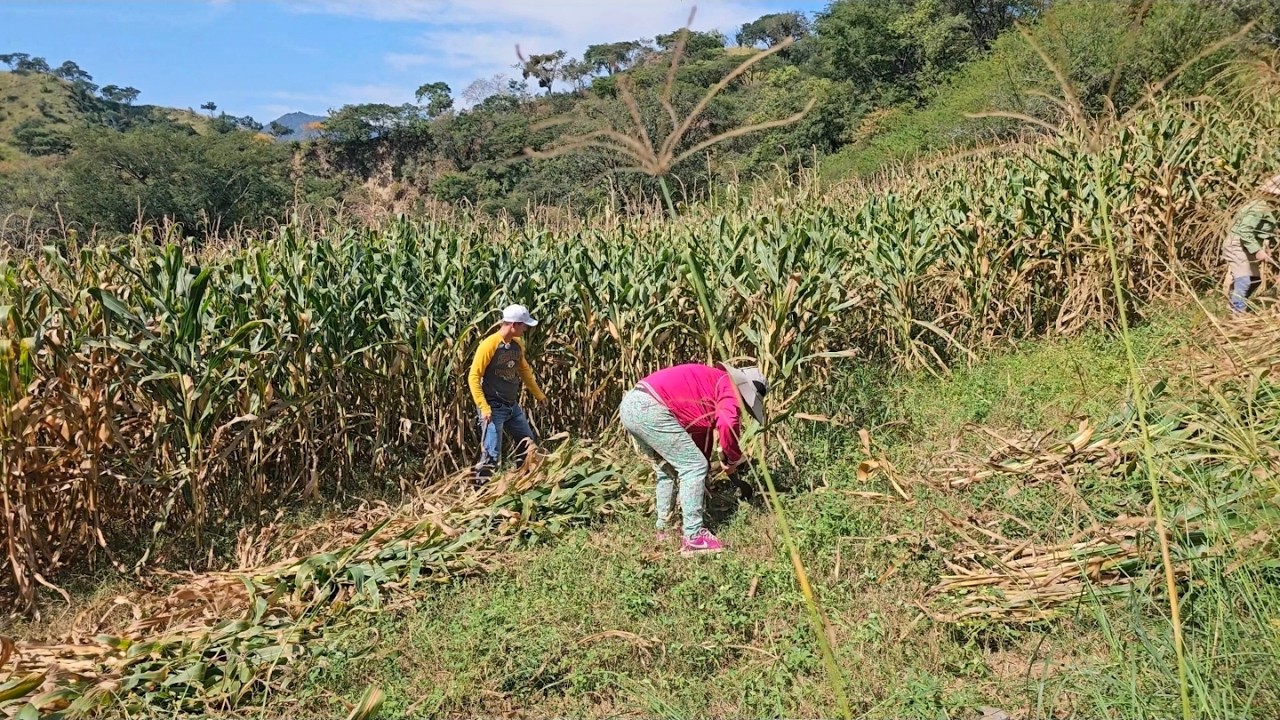 Cortando nuestra milpa