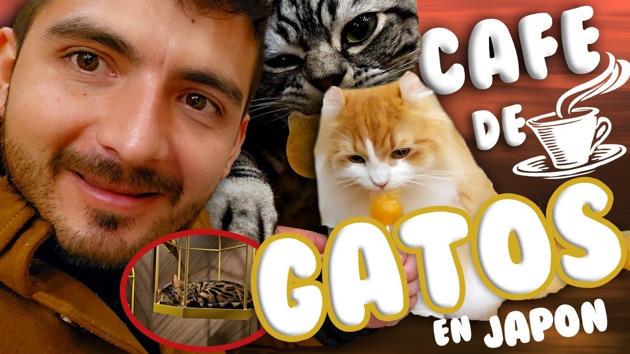CAFE DE GATOS EN JAPON