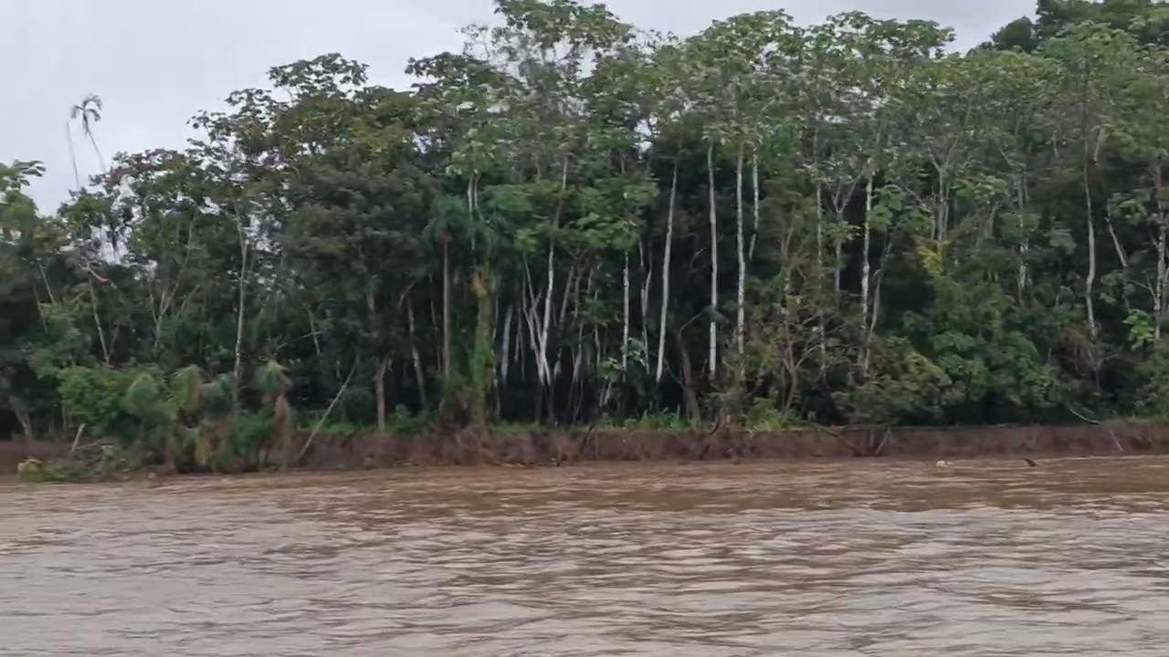 Amazonas, selva virgen, 24/2/26.