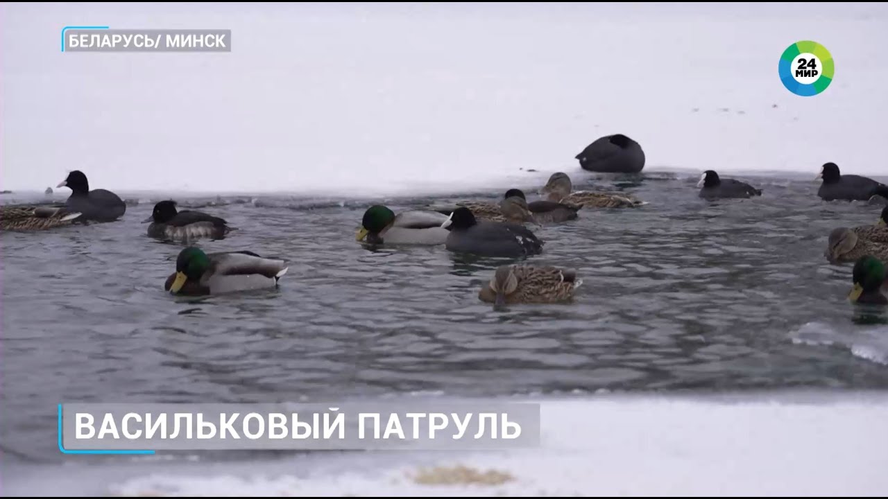 «Васильковый патруль». Активистки БСЖ и сотрудники МТРК «Мир» пришли на помощь в мороз
