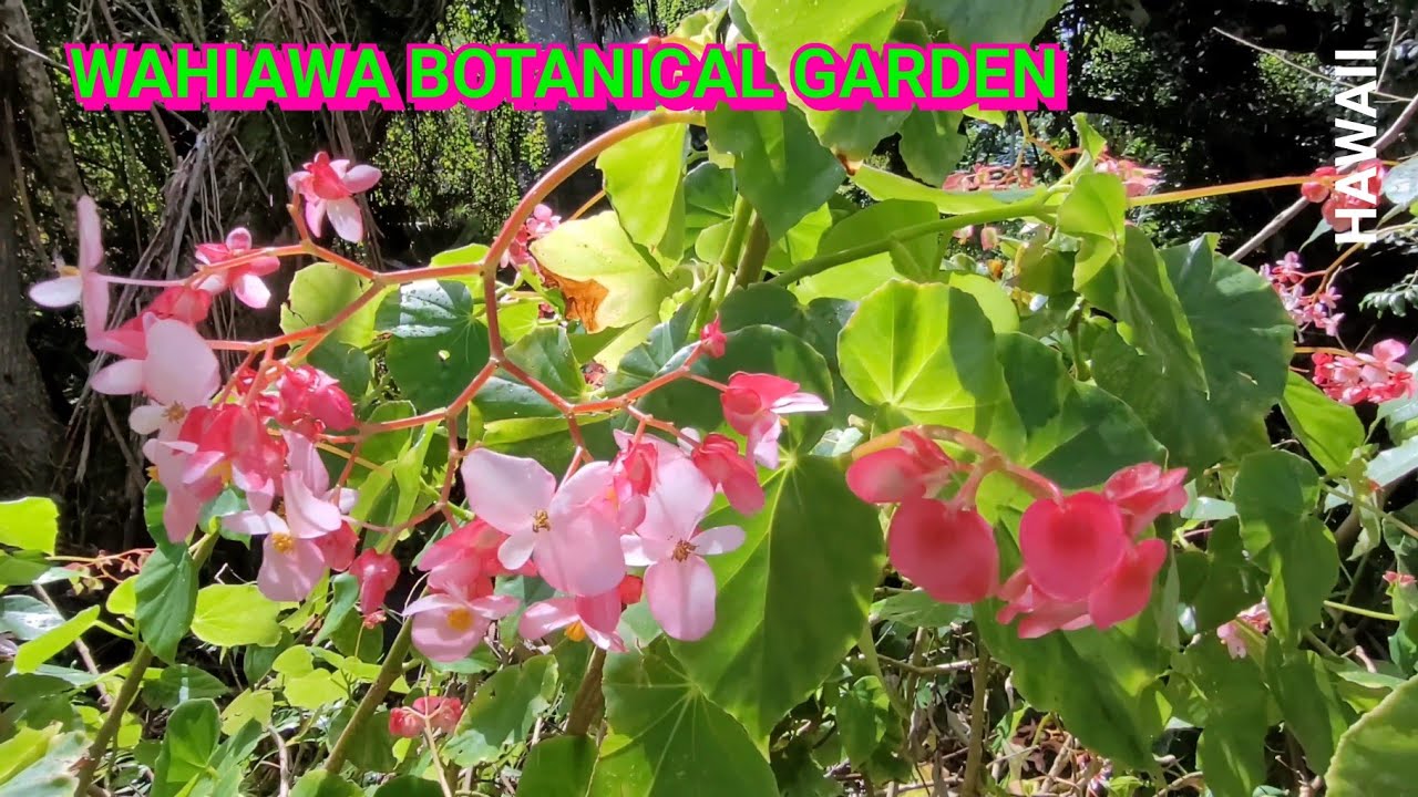 Wahiawa Botanical Garden | Buhay Hawaii [4K]