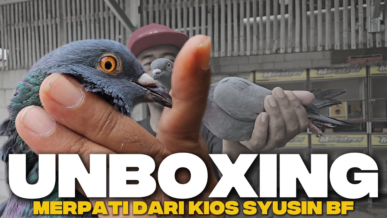 UNBOXING MERPATI ‼️ WAKTUNYA CEK MERPATIKU DARI KIOS SYUSIN BF MEWAH