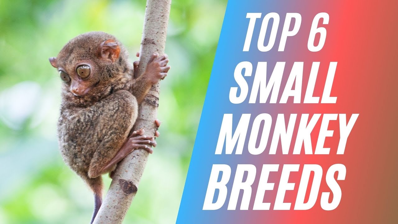 Top 6 Small Monkey Breeds that Stay Small