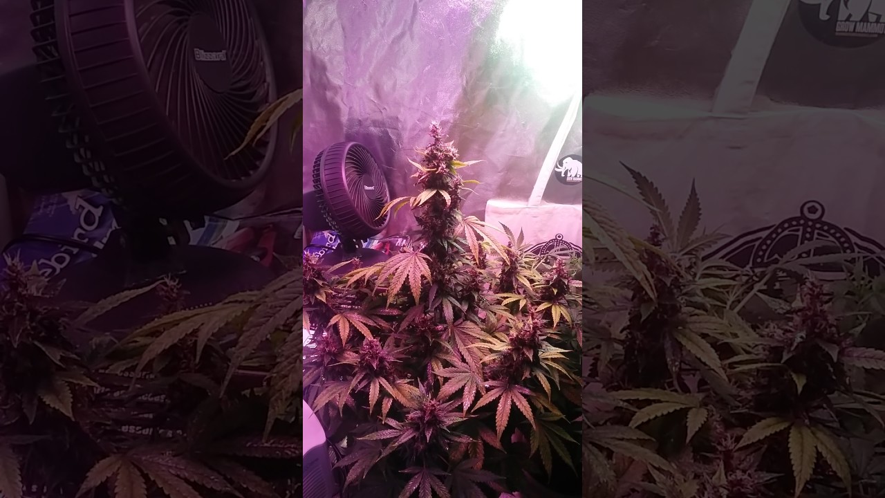 Quick update  (Purple Kush Auto)