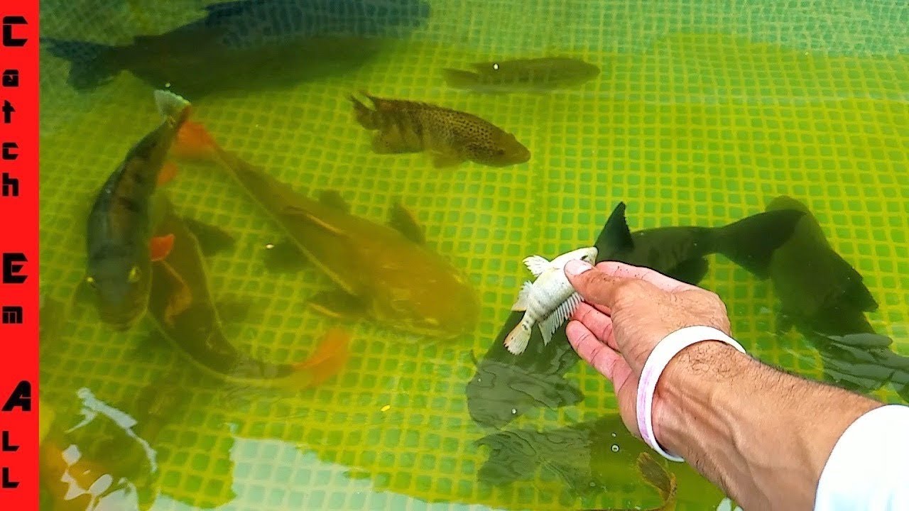 FISH TANK BREAKING Giant FISH FEEDING!