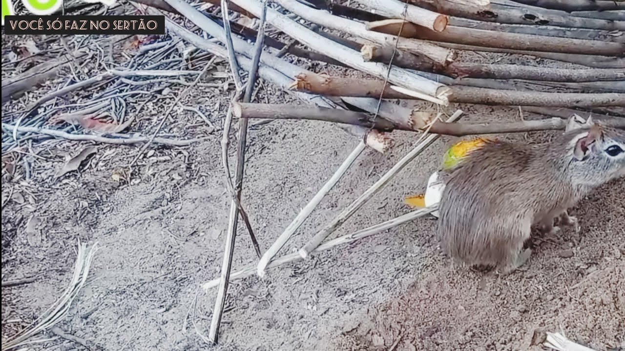 Mocó cai na arapuca.Veja que incrível