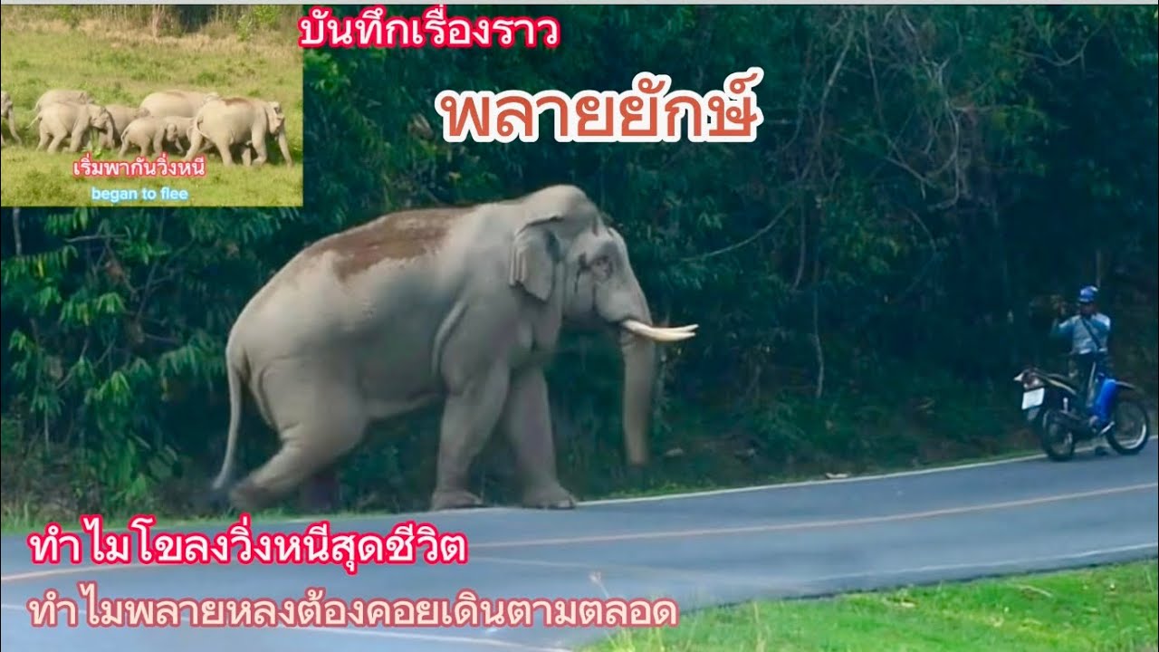 Ep481  เรื่องราวของพลายยักษ์  ทำไมโขลงช้างจึงวิ่งหนีสุดชีวิต  #เขาใหญ่ #wildlife #elephant #ช้าง
