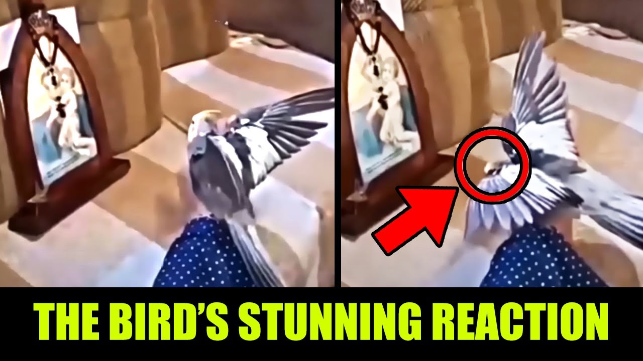 Bird Bows to the Virgin Mary on Camera, Scientists Left Stunned