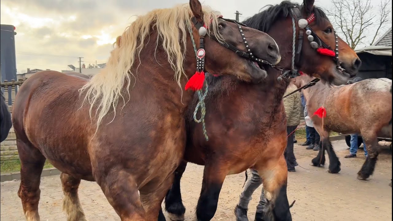 T&acirc;rg expozițional de cai Skaryszew - Polonia