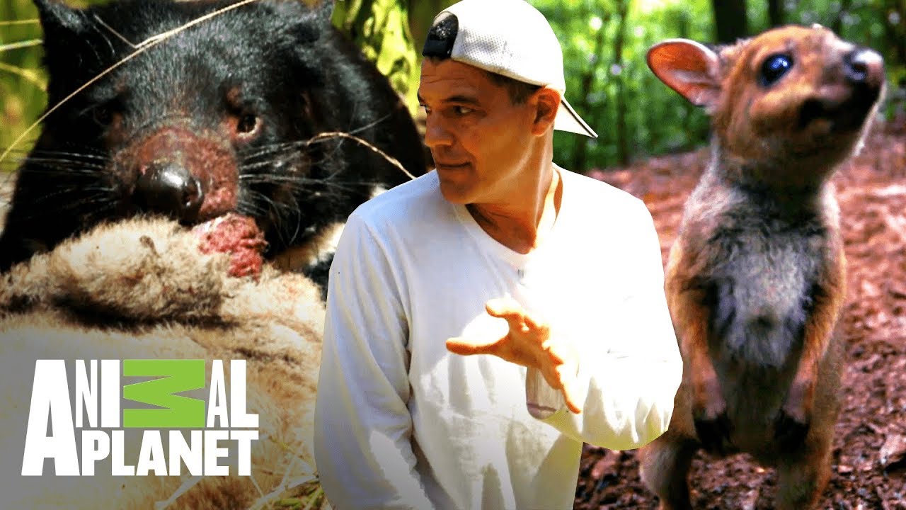 La evolución de 3 mamíferos australianos | Wild Frank: Tras la evolución de las especies