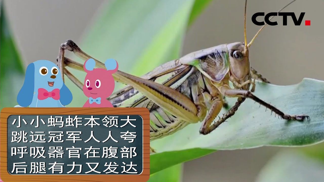 《道哥和摩尔》“跳远大师”蚂蚱 | CCTV少儿