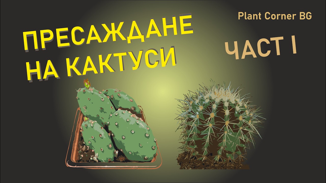 Пресаждане на Кактуси - Част 1 / Plant Corner #градина #garden #растения #plants #кактус #cactus
