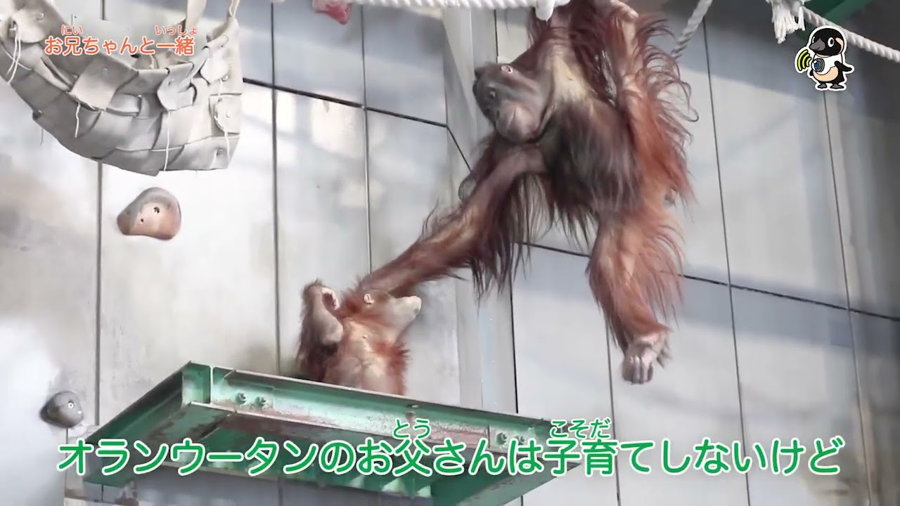ライブズーがとらえた決定的瞬間　お兄ちゃんと一緒