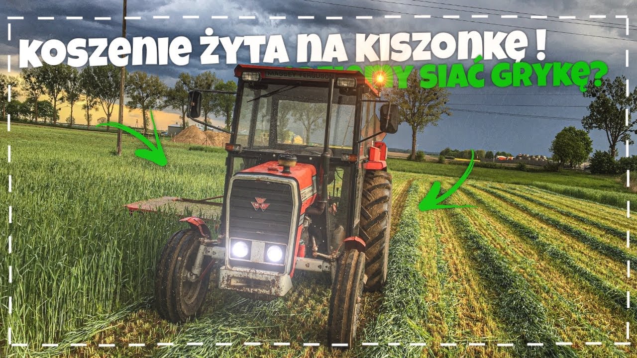 VLOGAS!🌱Kosimy Żyto na kiszonkę!🌱MF z kosiarką! Romeo w Ciapku! Będziemy siać Grykę??!!