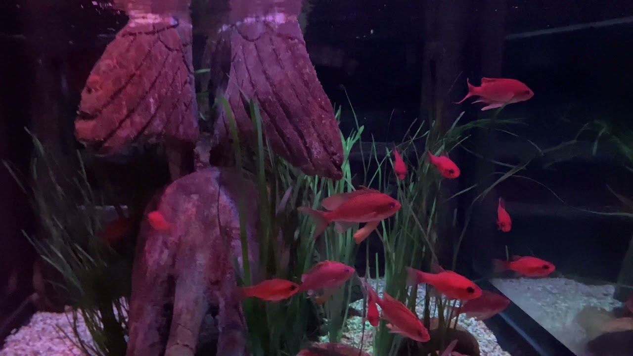 Sea Life Jesolo