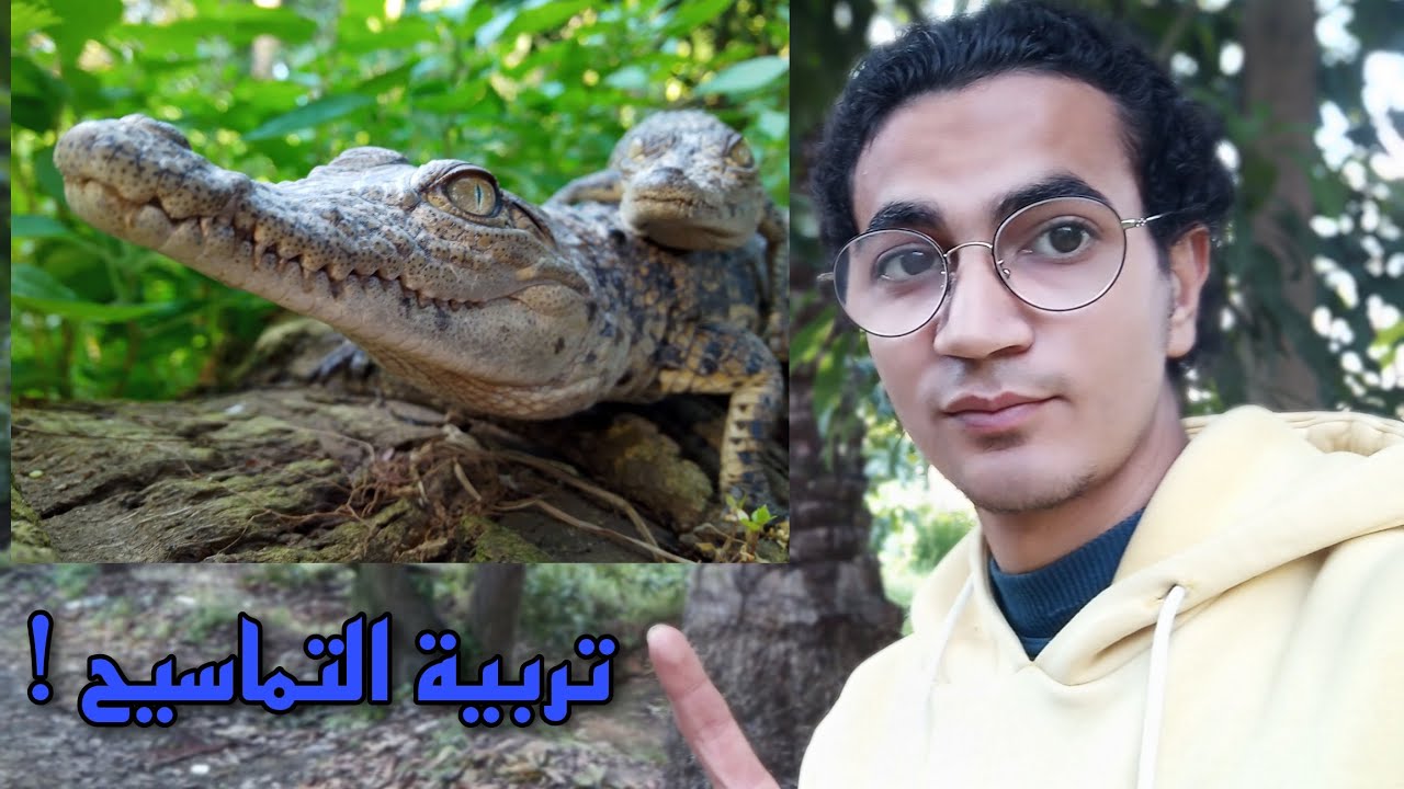 تربية التماسيح النيلية _ أخطر حيوان في المياه العذبة !