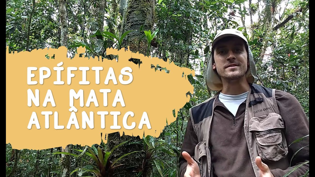 ORQUÍDEAS E BROMÉLIAS DA MATA ATLÂNTICA