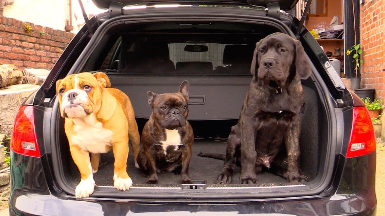Detailers Worst Nightmares: Dog Hair!