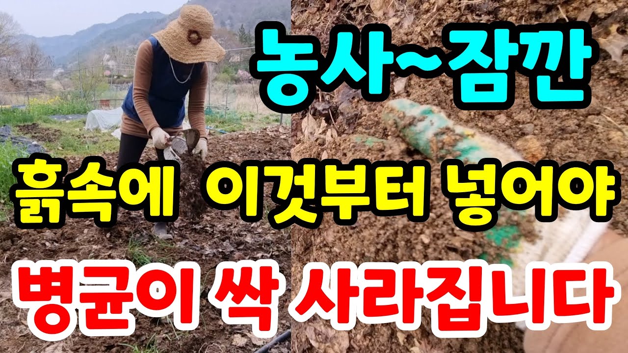 흙속에 이걸 넣었더니 벌레도 없고 식물이 쑥쑥 자라고 열매도 주렁주렁 천연비료 건강한토양 무경운농법 친환경 퇴비 무농약 유기농텃밭 미생물 부엽토#정원#건강#힐링#귀농#귀촌#주말농장