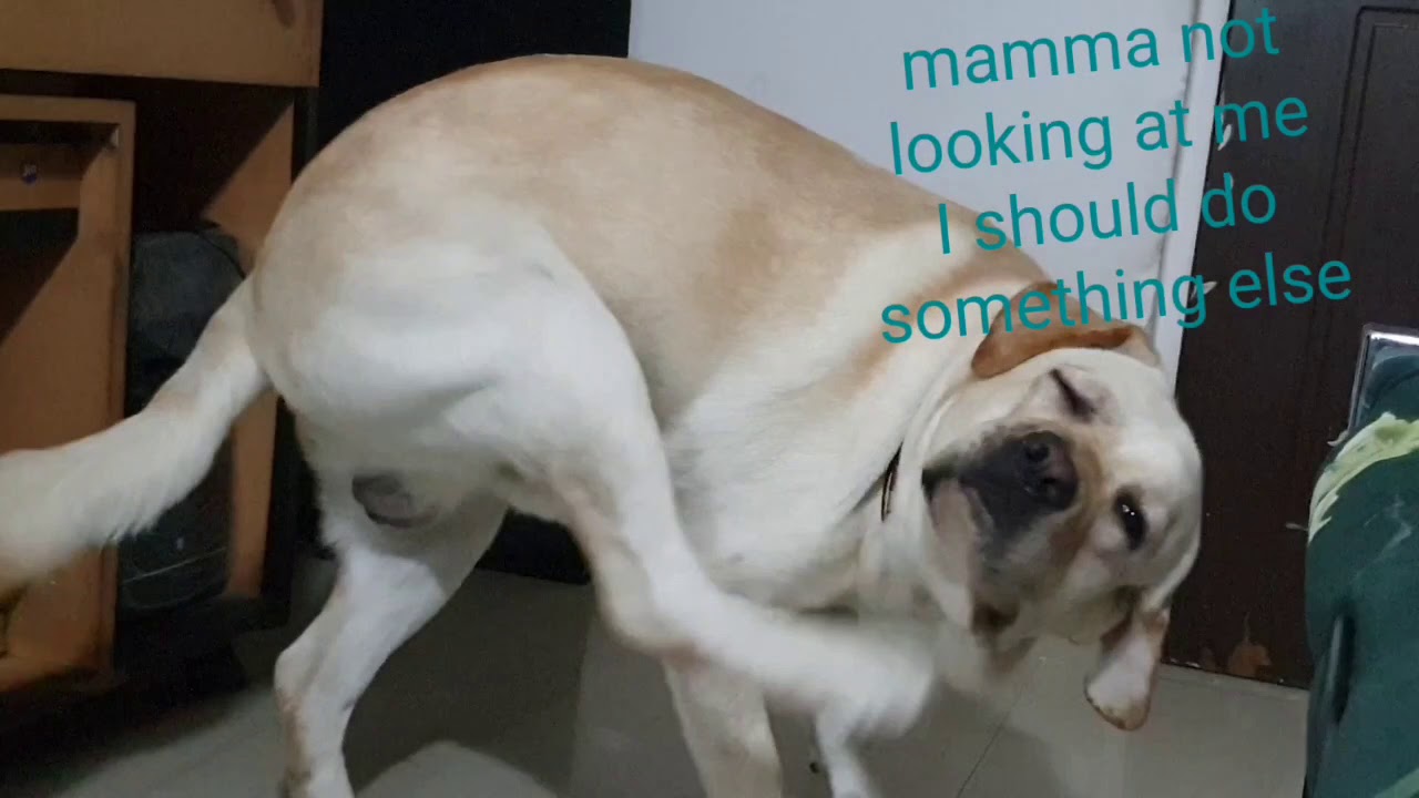 Dog peeing inside the house.Labrador dog can do anything to get attention..#labradorretriver