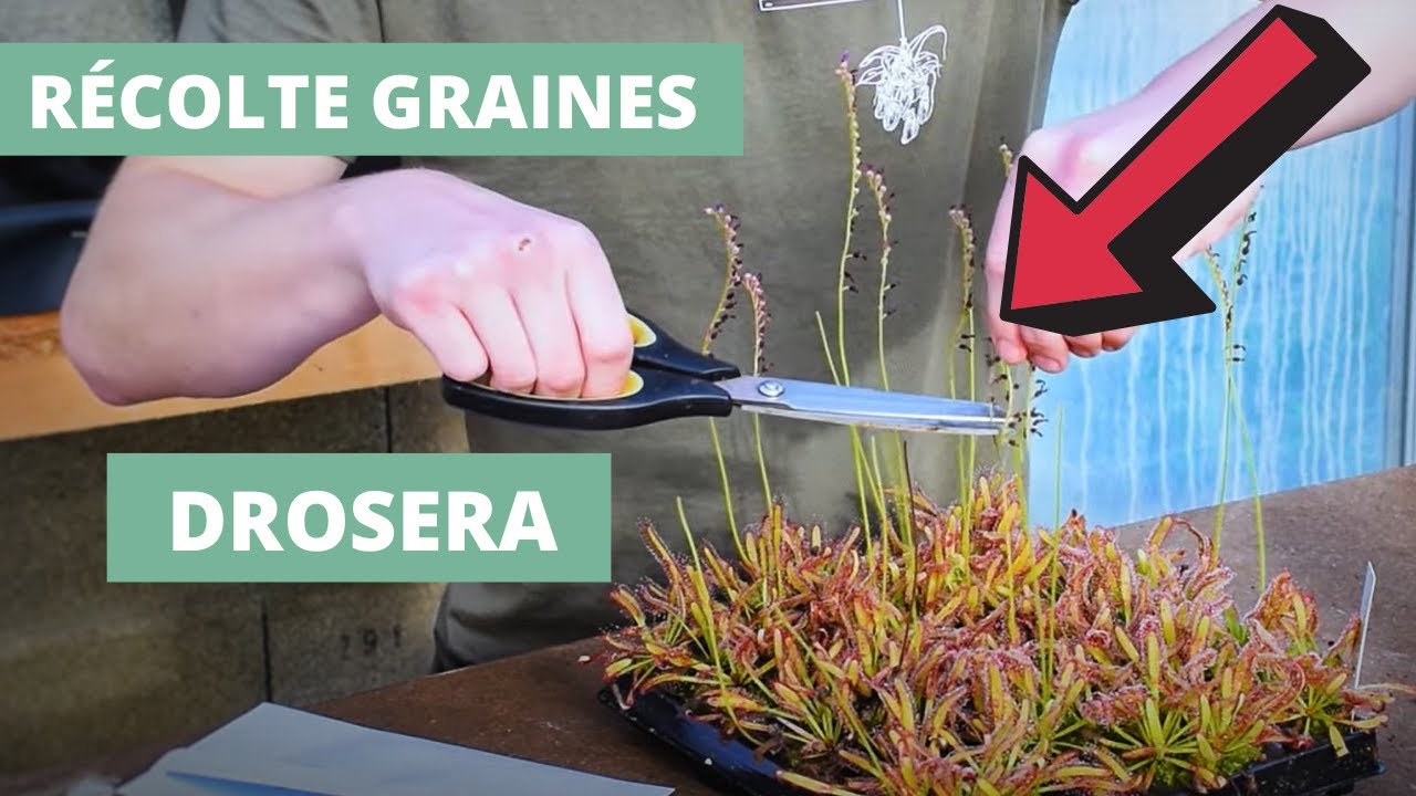 Comment récolter ses graines de Plante Carnivore (Drosera) ?