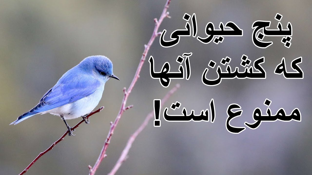 پنج حیوانی که کشتن آن ها حرام است