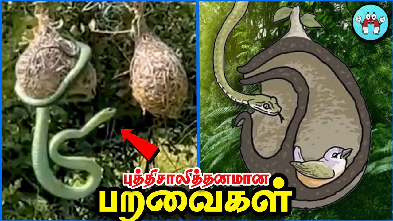 மிரள வைக்கும் பறவை கூடுகள் | Amazing Bird Nests in the World
