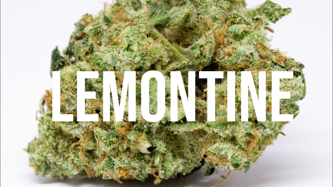 Lemontine Cannabis Strain Review! Lovely lemon