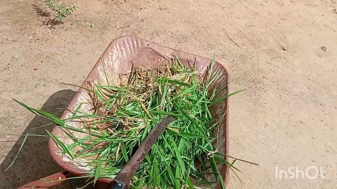Assim está nosso dia limpei quintal e corte capim p os frangos 