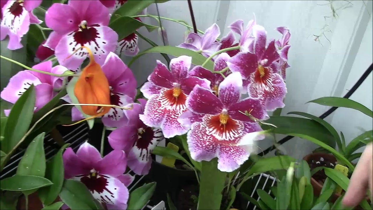 May and June 2018 Greenhouse Tour