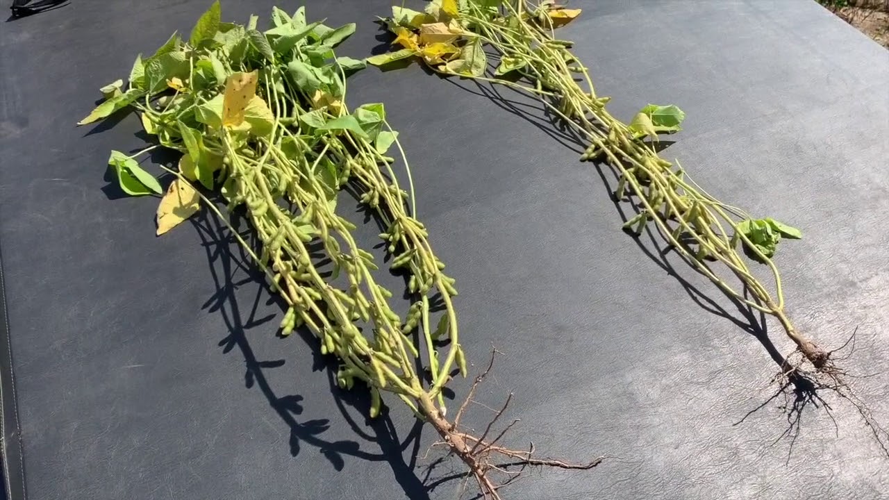 Soybean School: Lower populations pack yield potential