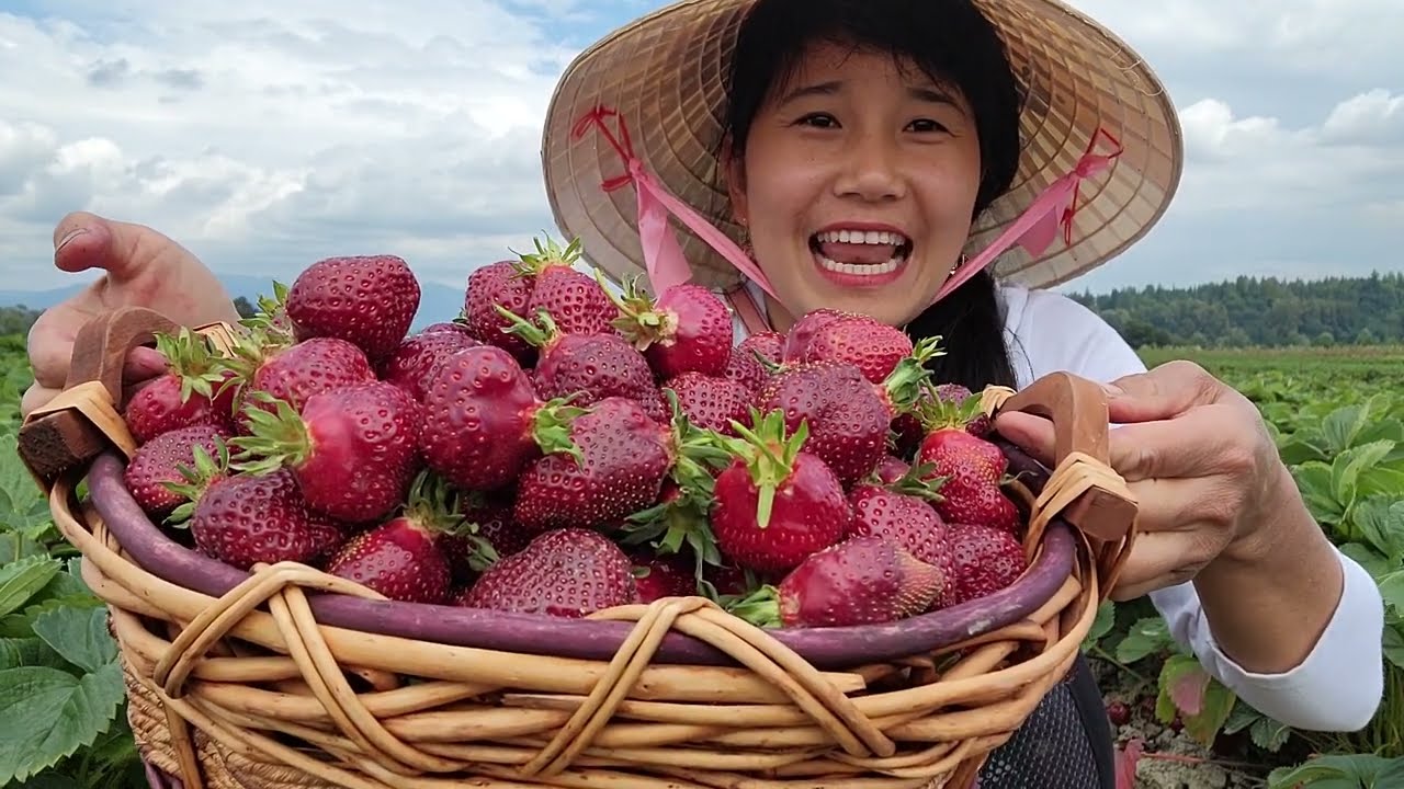 HÁI DÂU TÂY TRIỆU TRÁI, TRÁI CHÙM CHÙM CHÍN MỌNG THẤY MÊ,