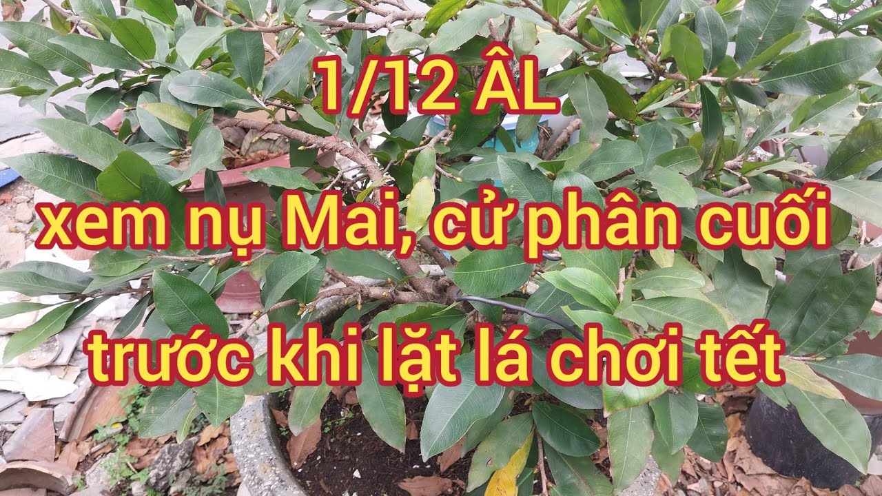 1/12 ÂL xem nụ Mai, cử phân cuối trước khi lặt lá @utsangcaykieng5450