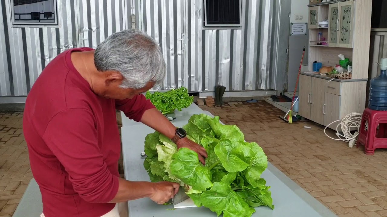 GIANT ROMAINE HIDROPONIK: 2 KG TANPA AKAR