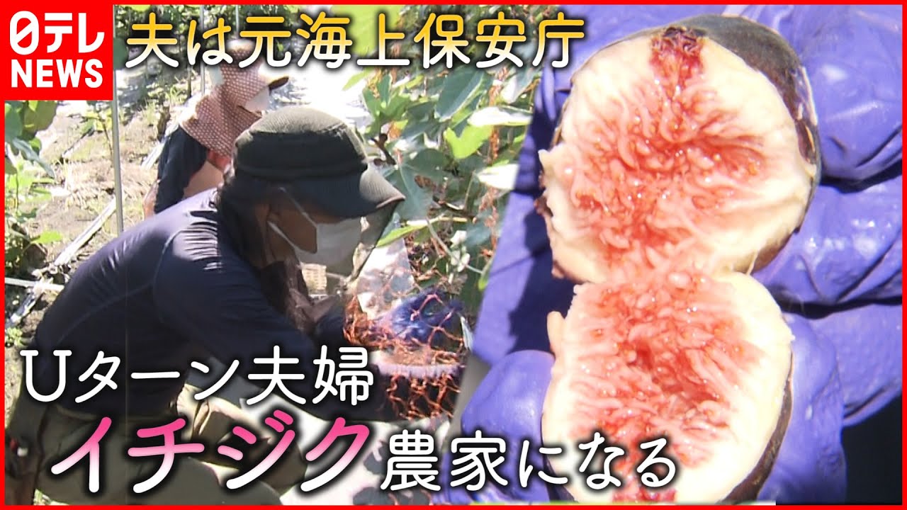 【第２の人生】元海上保安庁の夫  イチジク栽培にかける思い　鳥取　NNNセレクション
