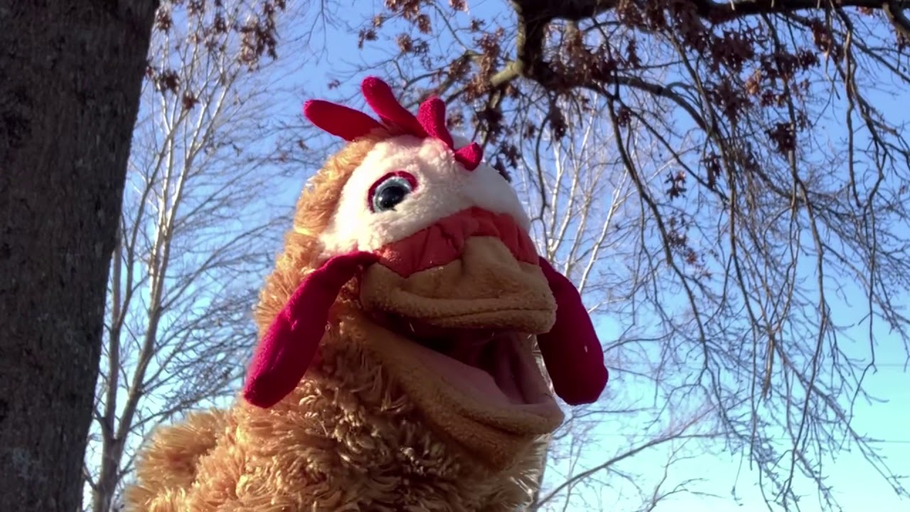 Your not a real chicken (puppets)