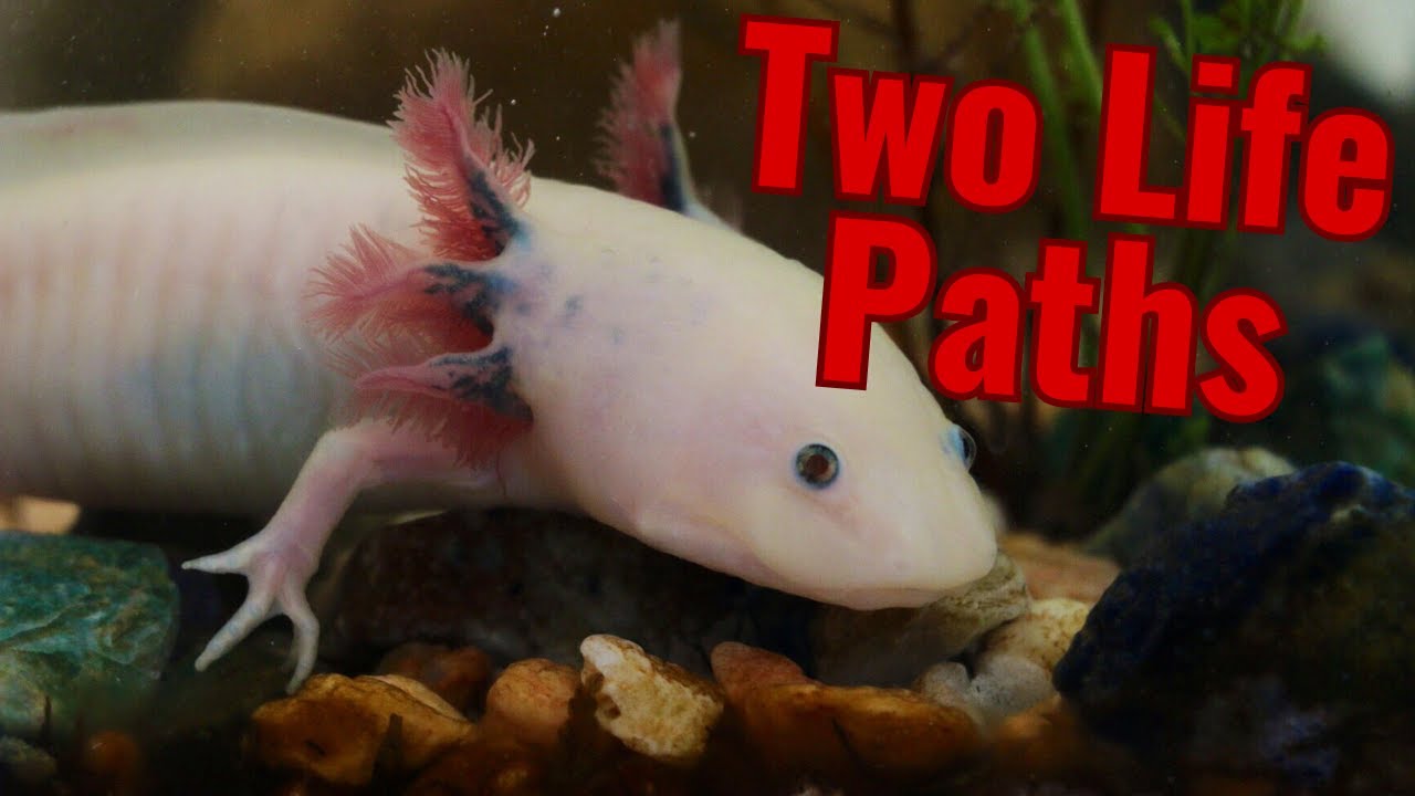 Axolotl and Mole Salamanders | Life Between Land and Water
