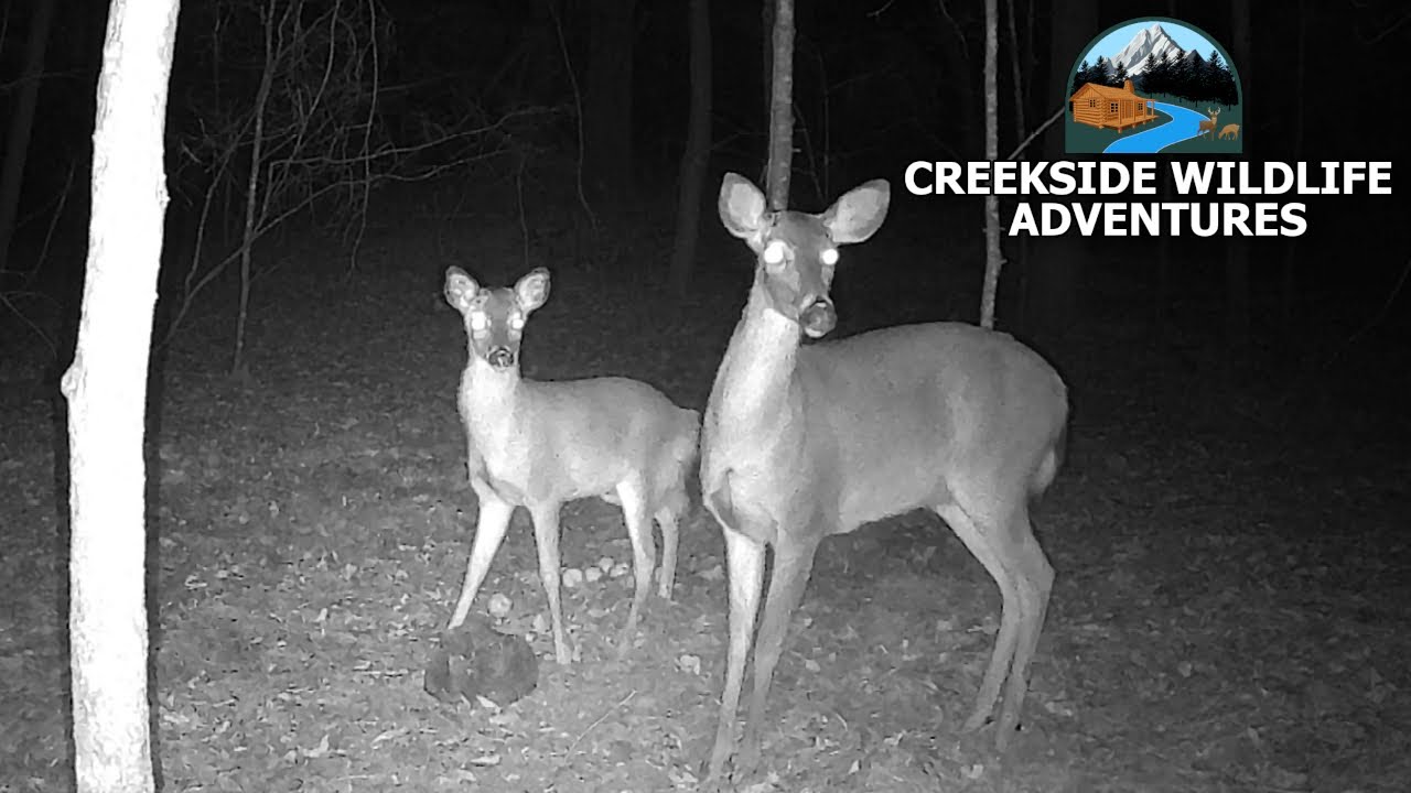 Cute Deer Family Refuses To Leave The Trailcam