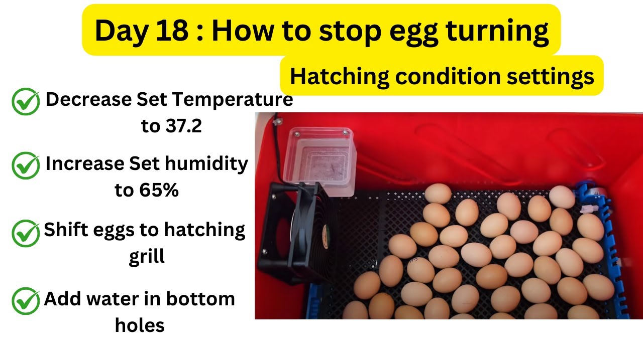 Day 18 : How to stop egg turning | Hatching settings change | 50 egg incubator fully automatic