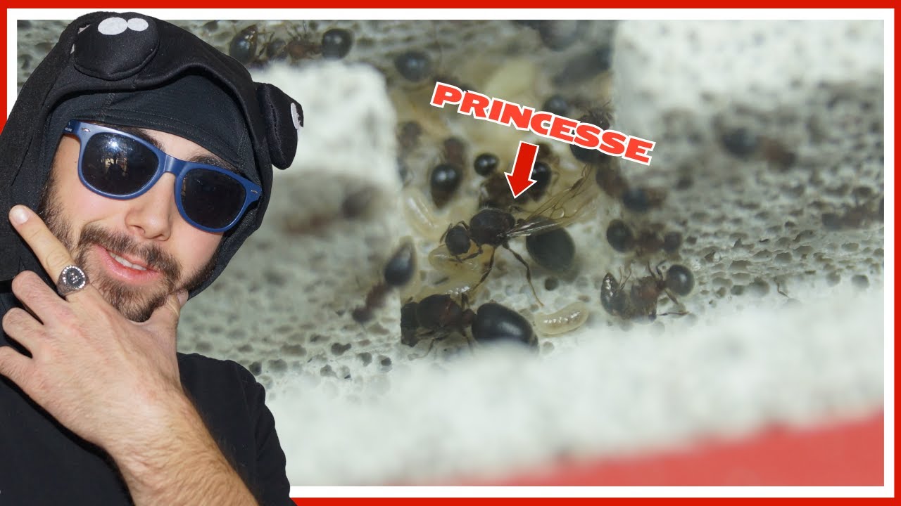 Cette colonie produit plein de fourmis volantes ! (Meranoplus bicolor)